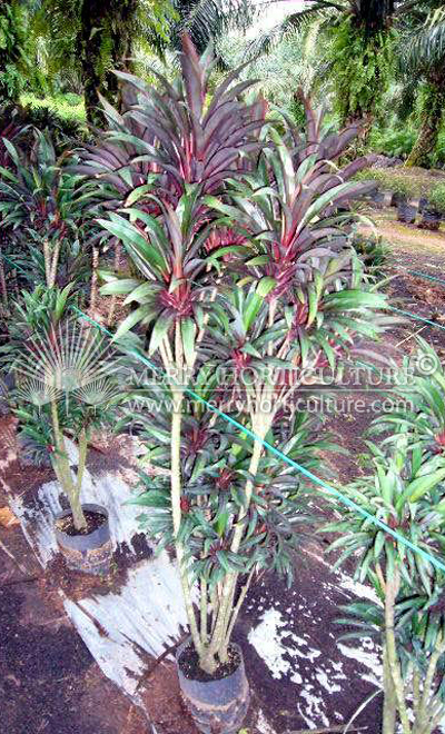 Cordyline terminalis